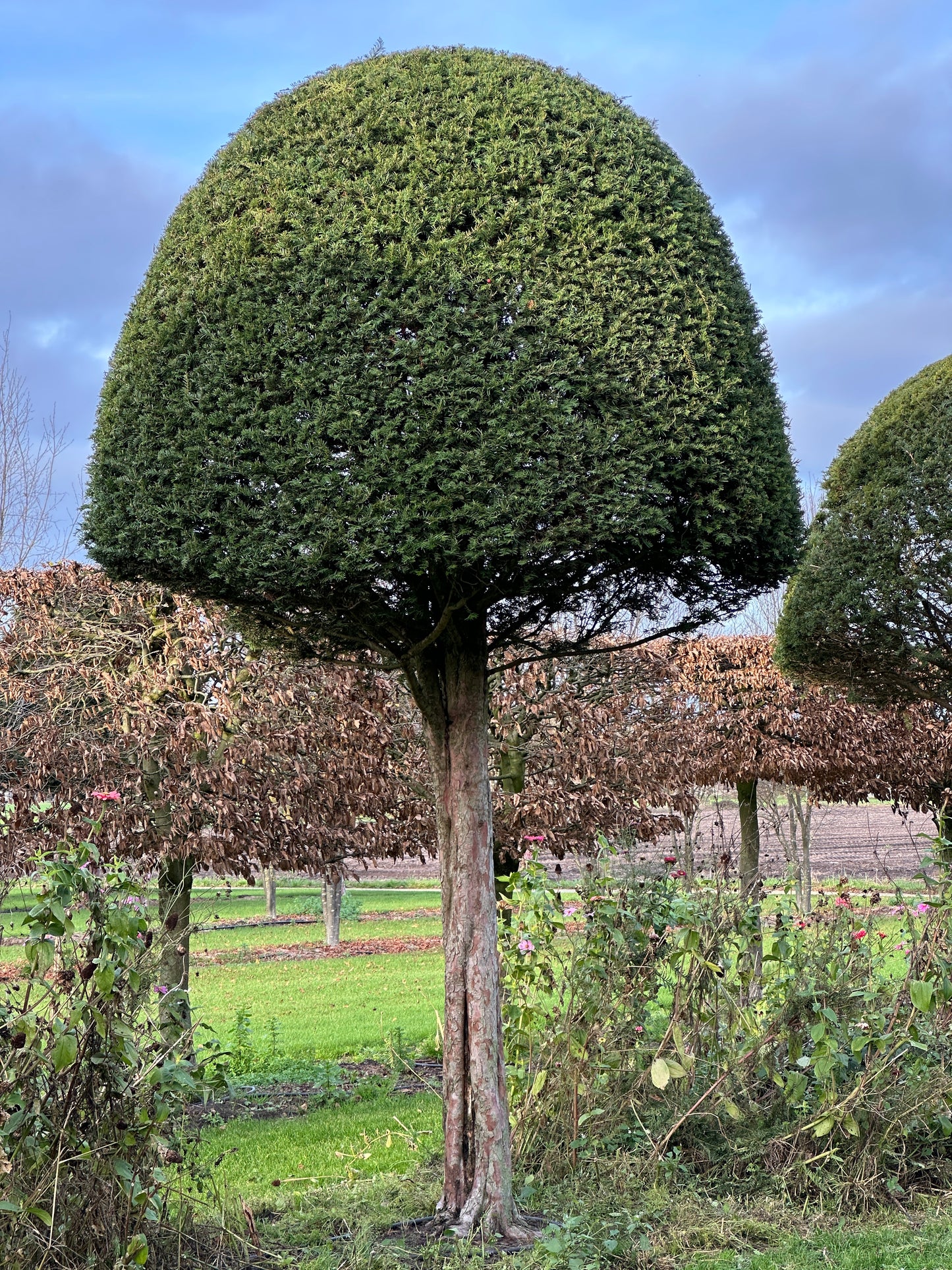 TB TOPIARY #607