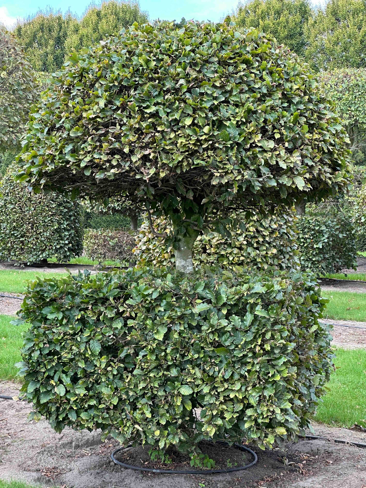 FS TOPIARY #083