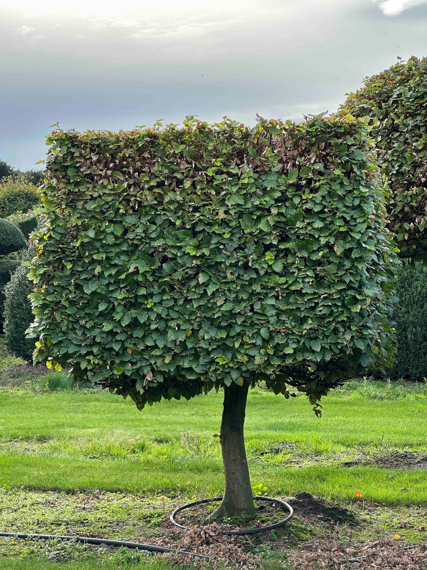 FS TOPIARY #210