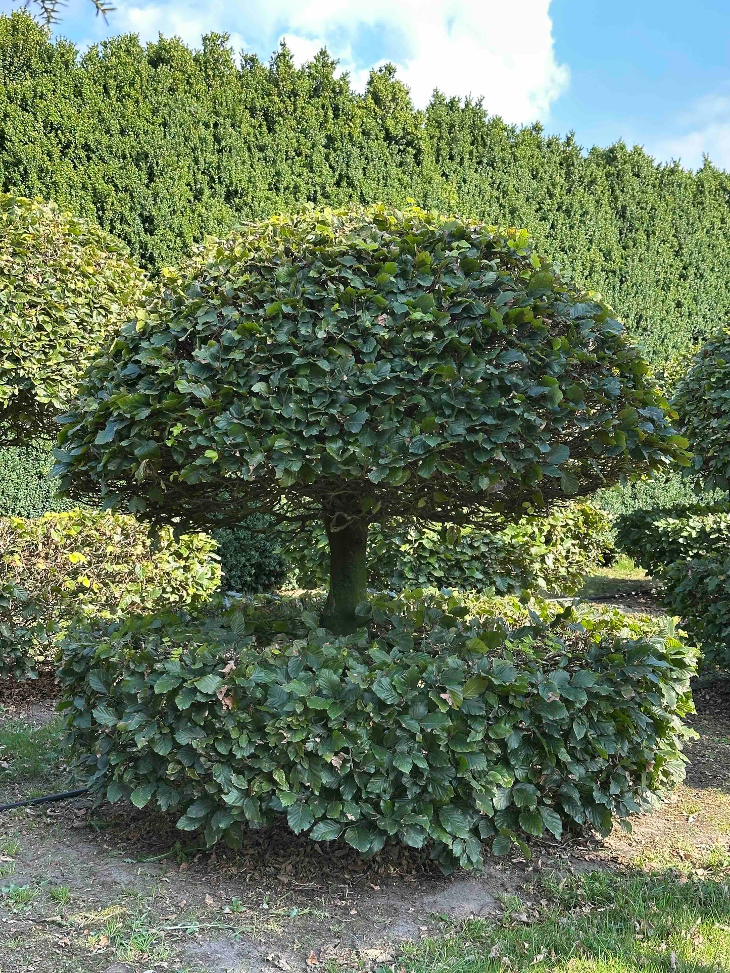 FS TOPIARY #064