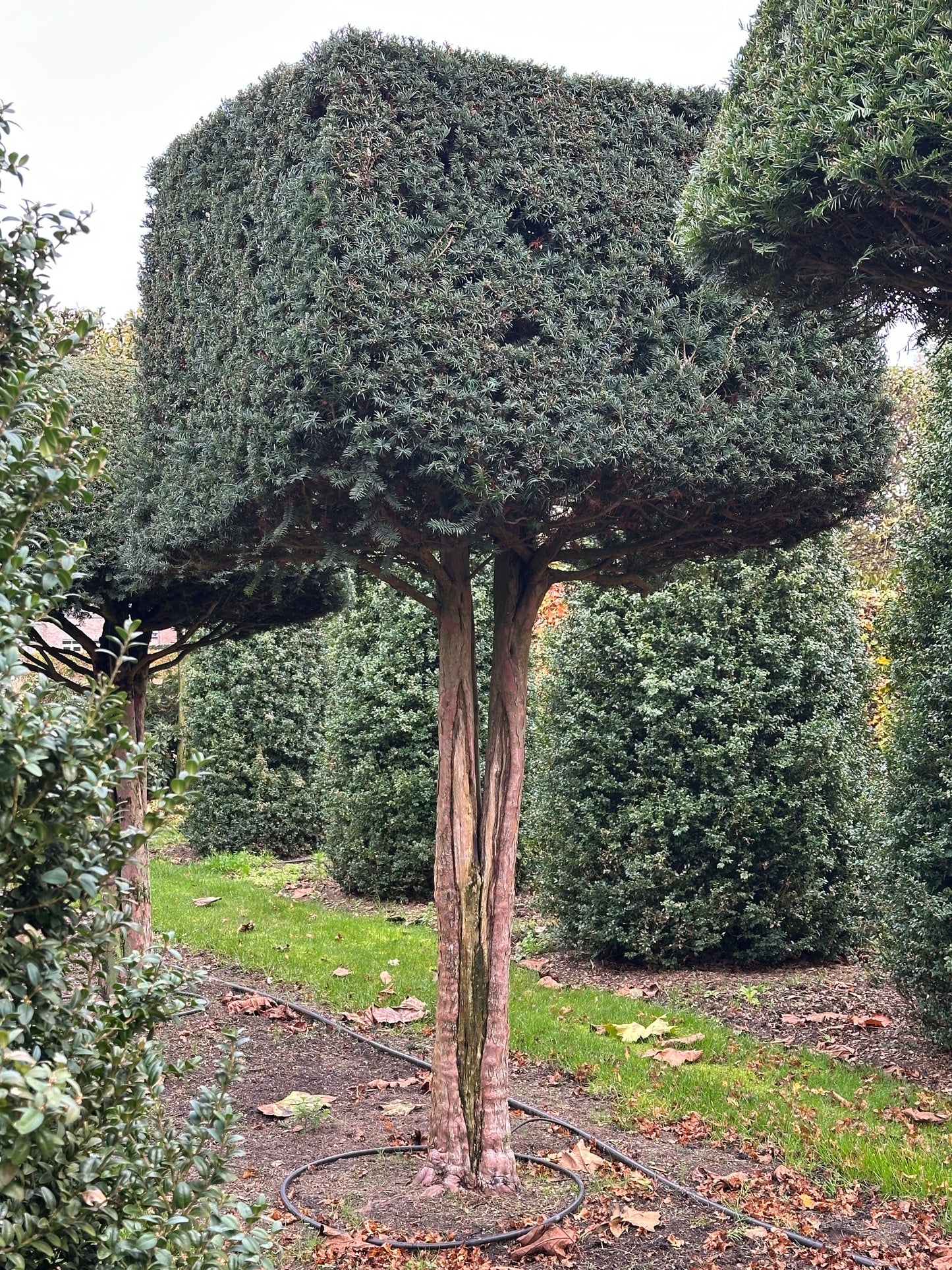 TB TOPIARY #549