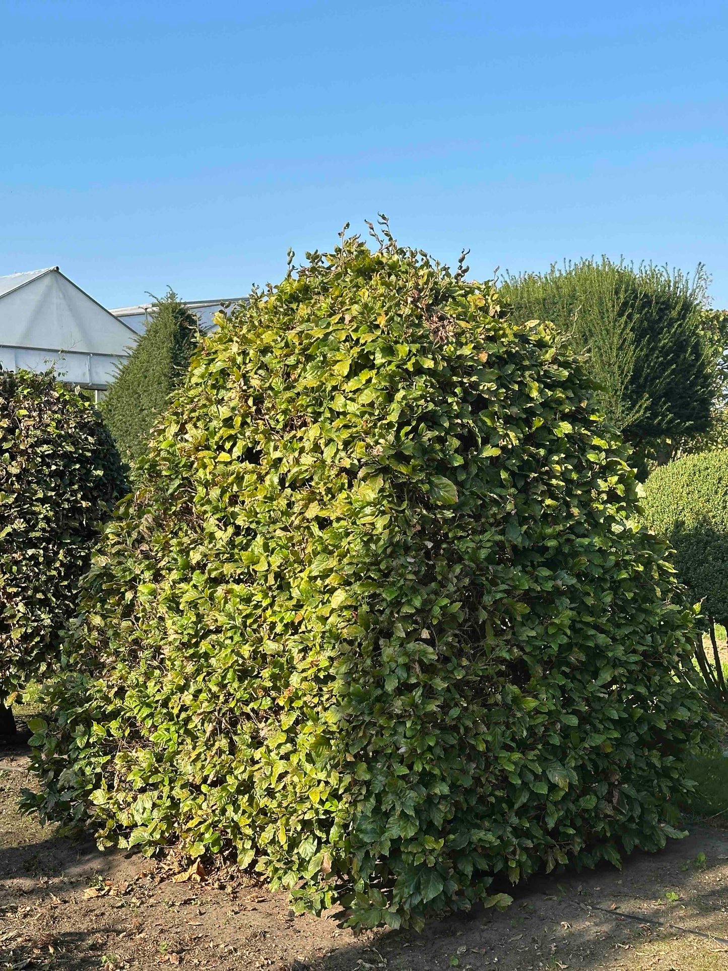 FS TOPIARY #030