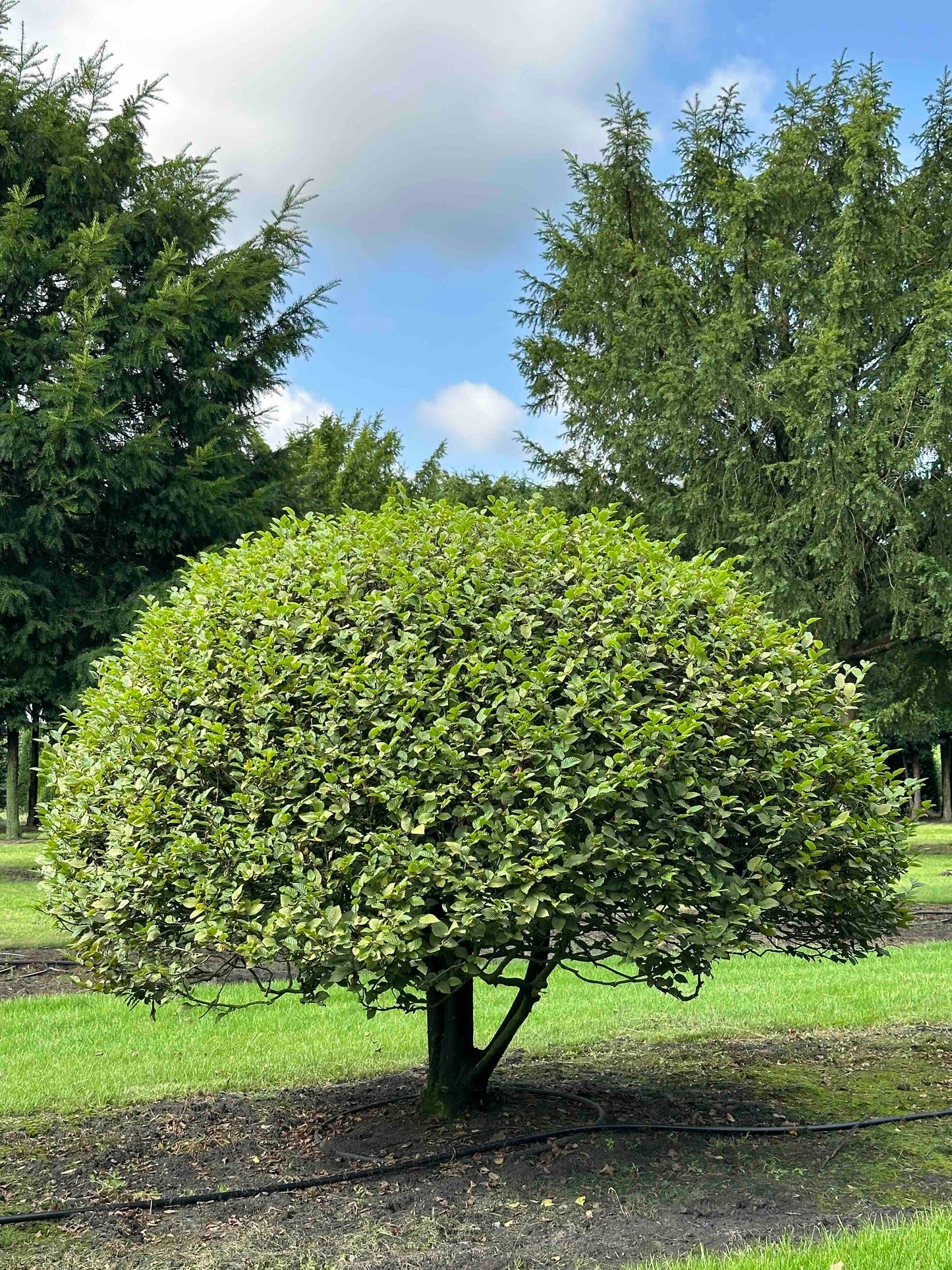 CB TOPIARY #169