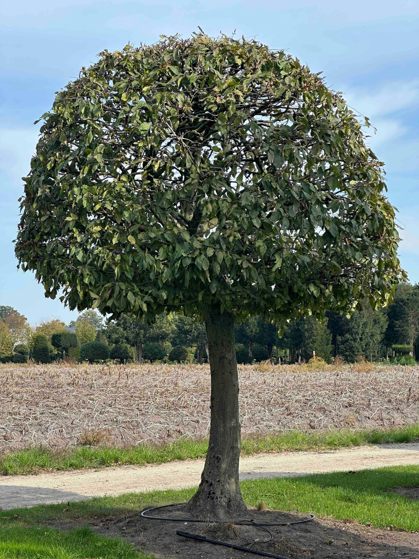 CB TOPIARY #150