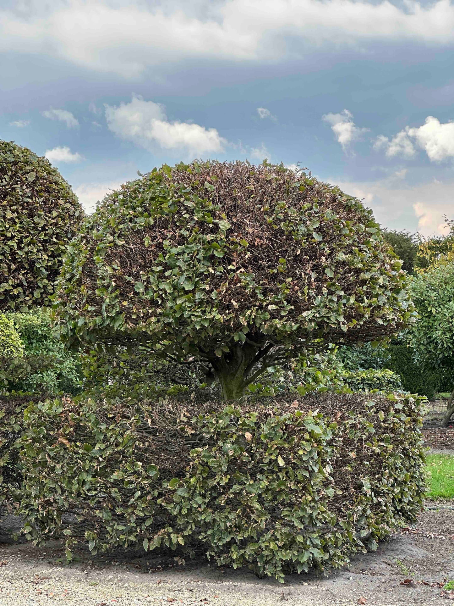 FS TOPIARY #139