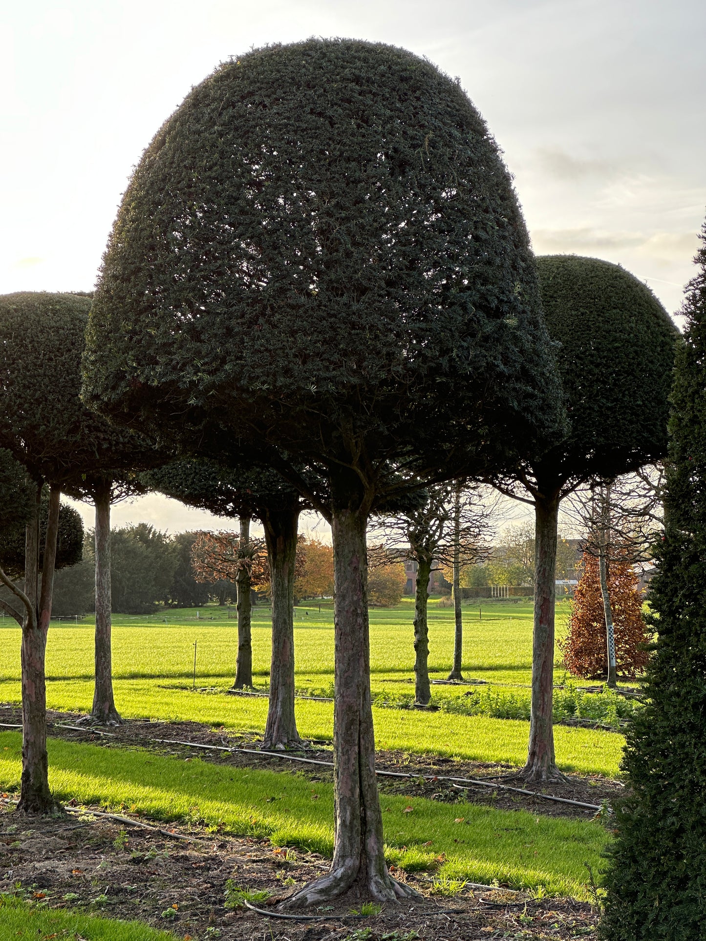 TB TOPIARY #622