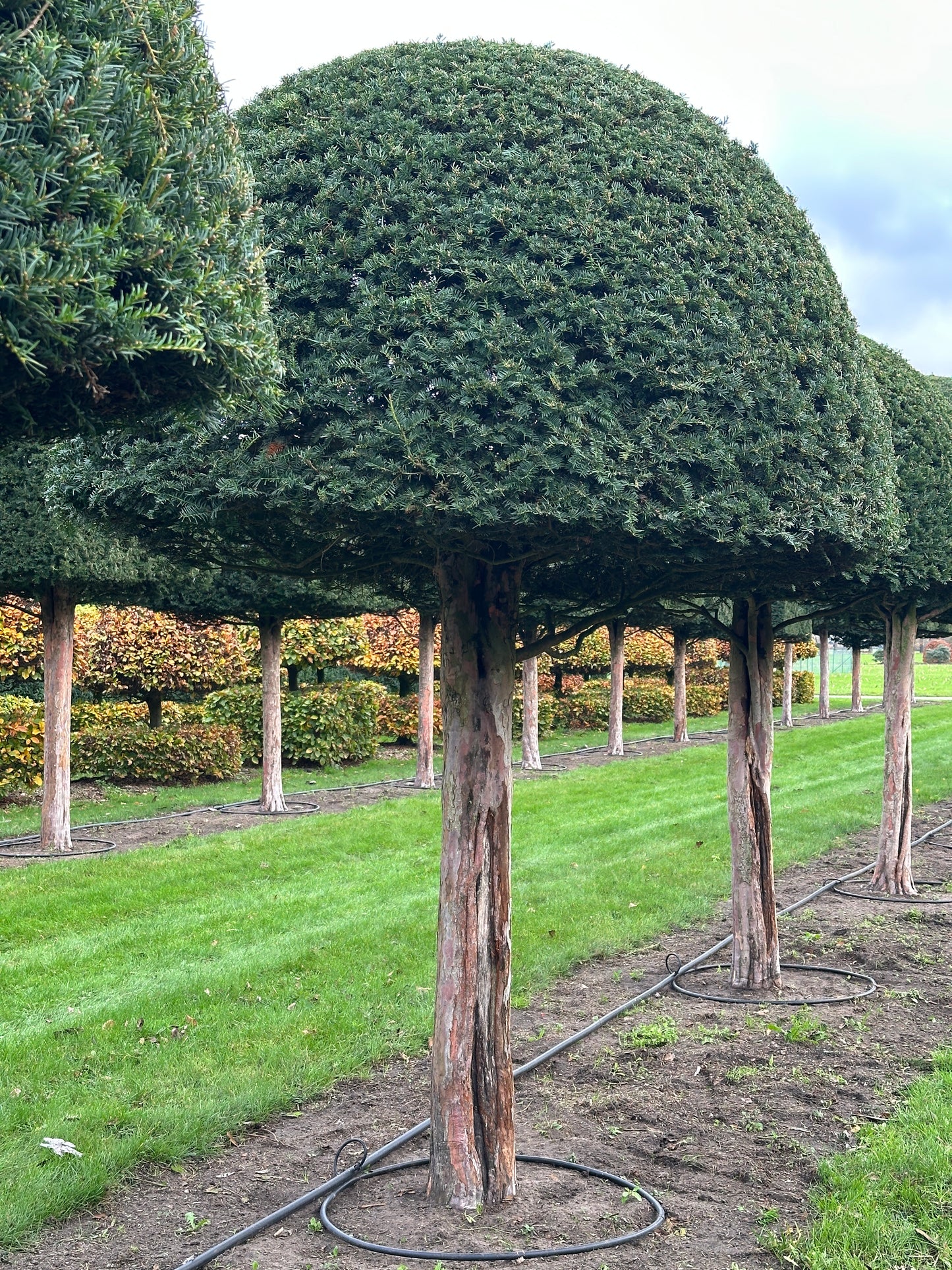 TB TOPIARY #574