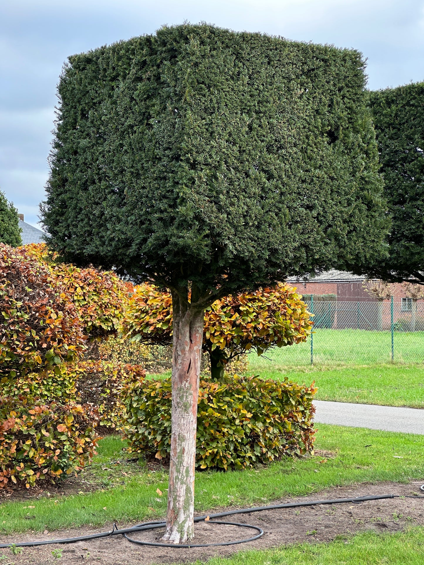 TB TOPIARY #569