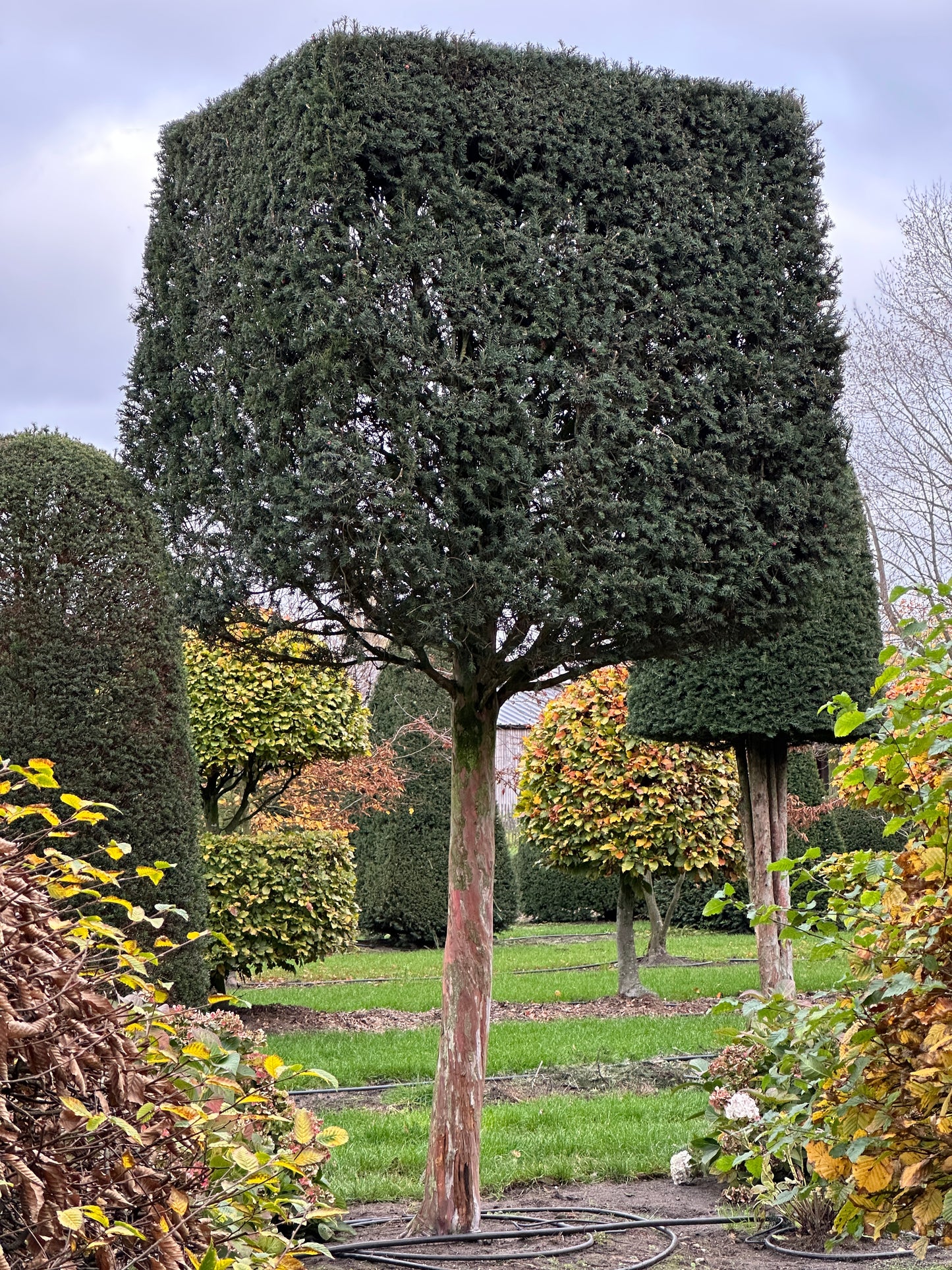 TB TOPIARY #646