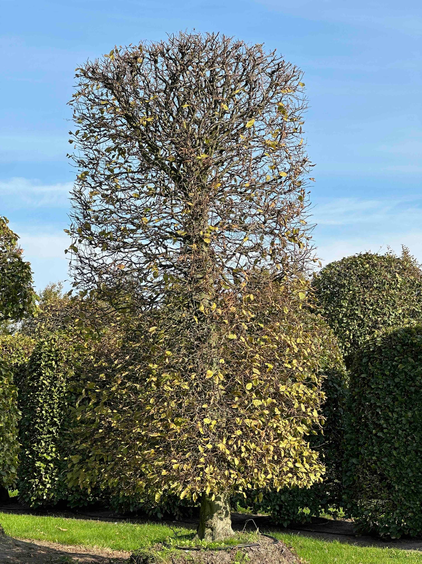 CB TOPIARY #164