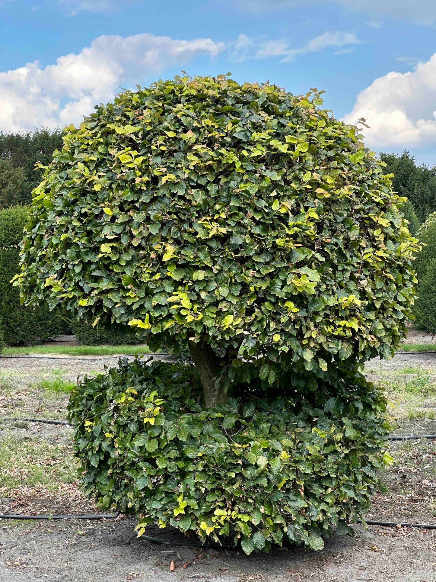 FS TOPIARY #168