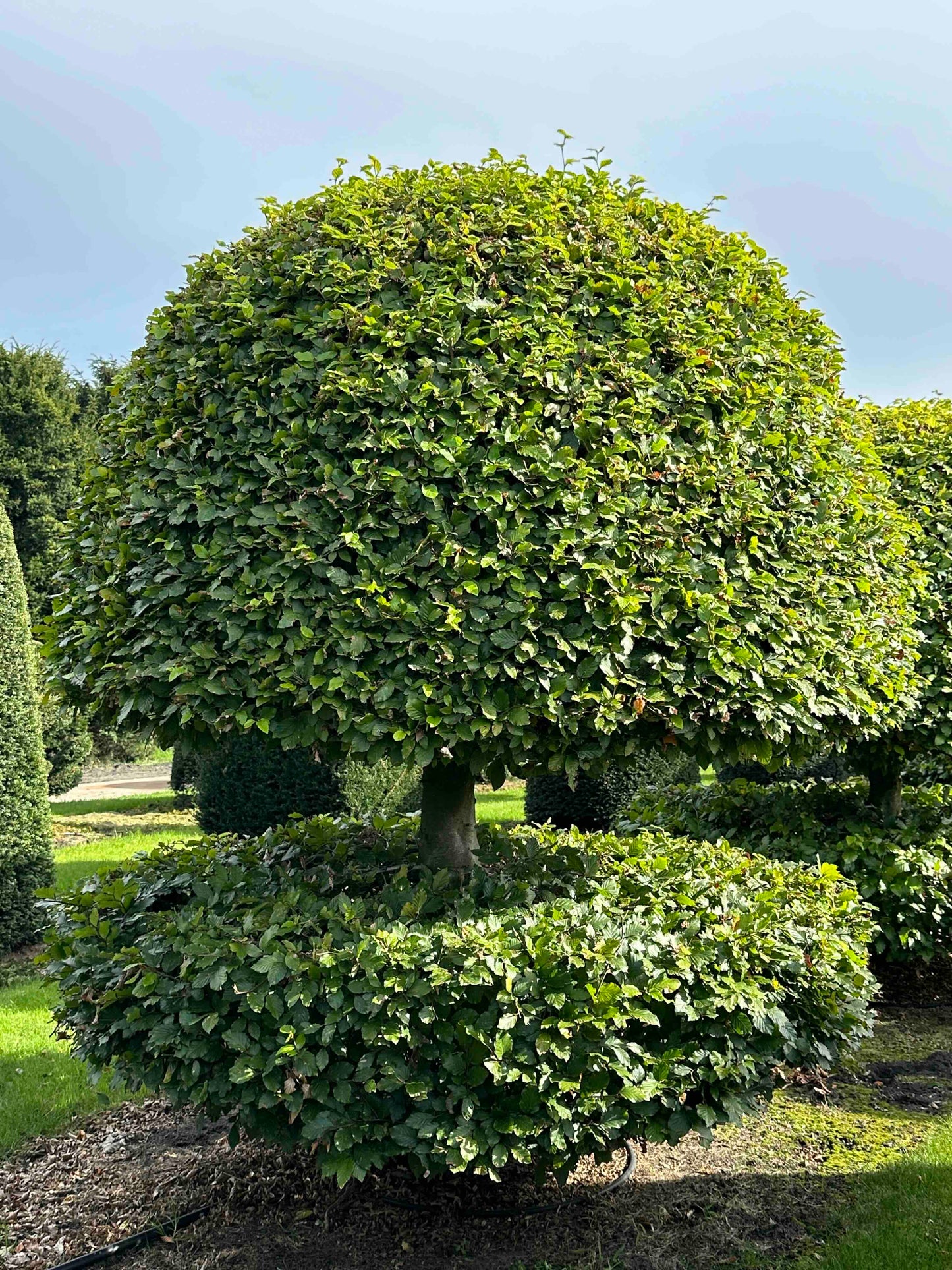 FS TOPIARY #228