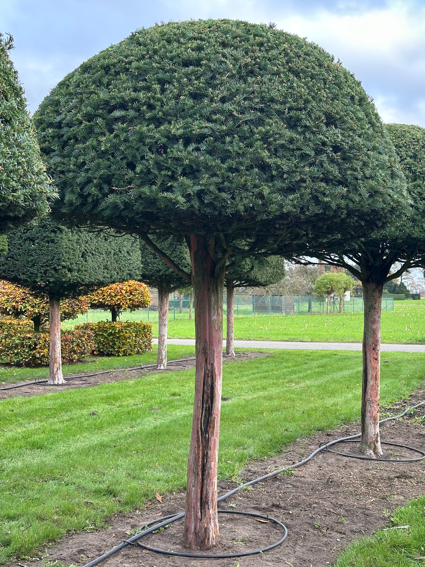 TB TOPIARY #583