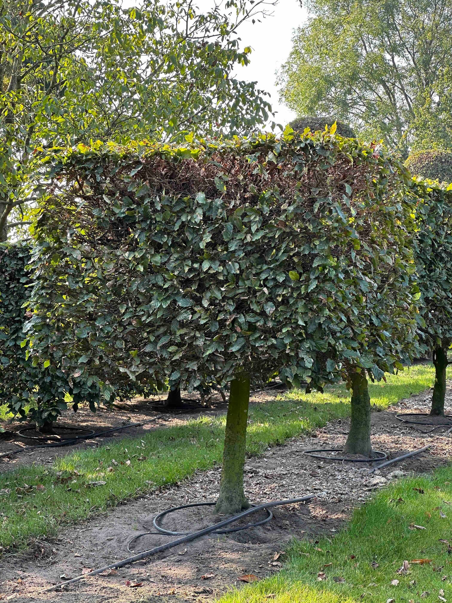 FS TOPIARY #011