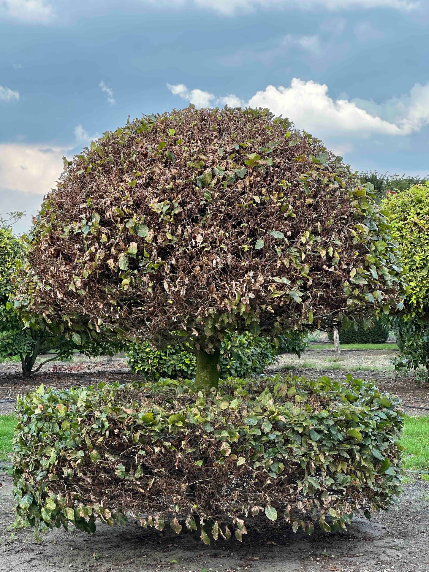 FS TOPIARY #144
