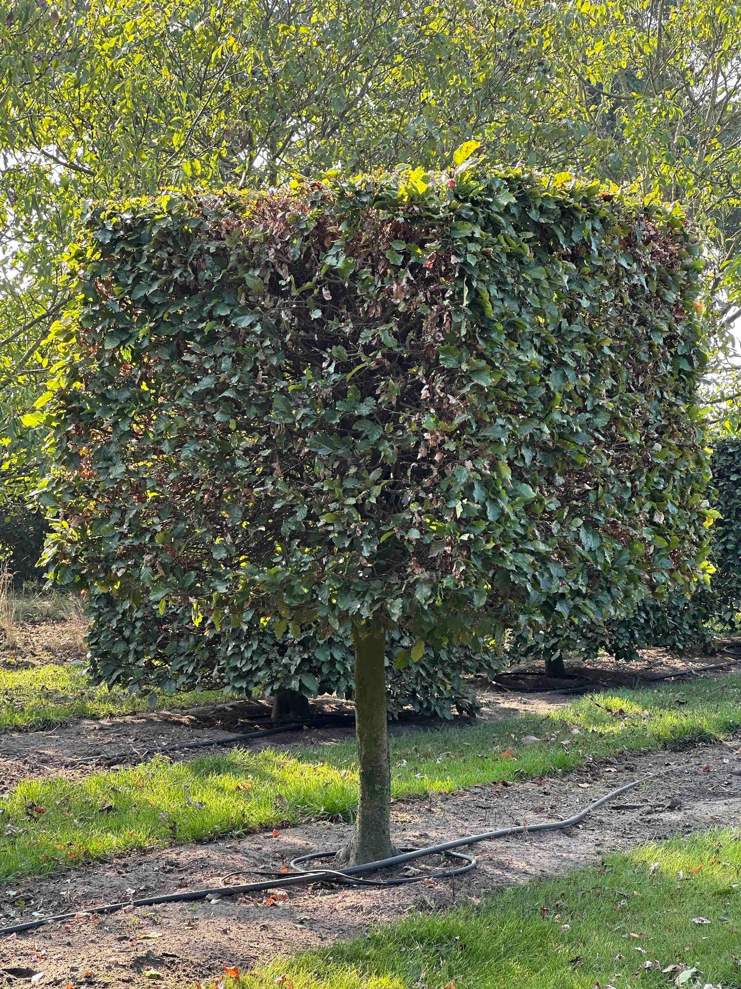 FS TOPIARY #010