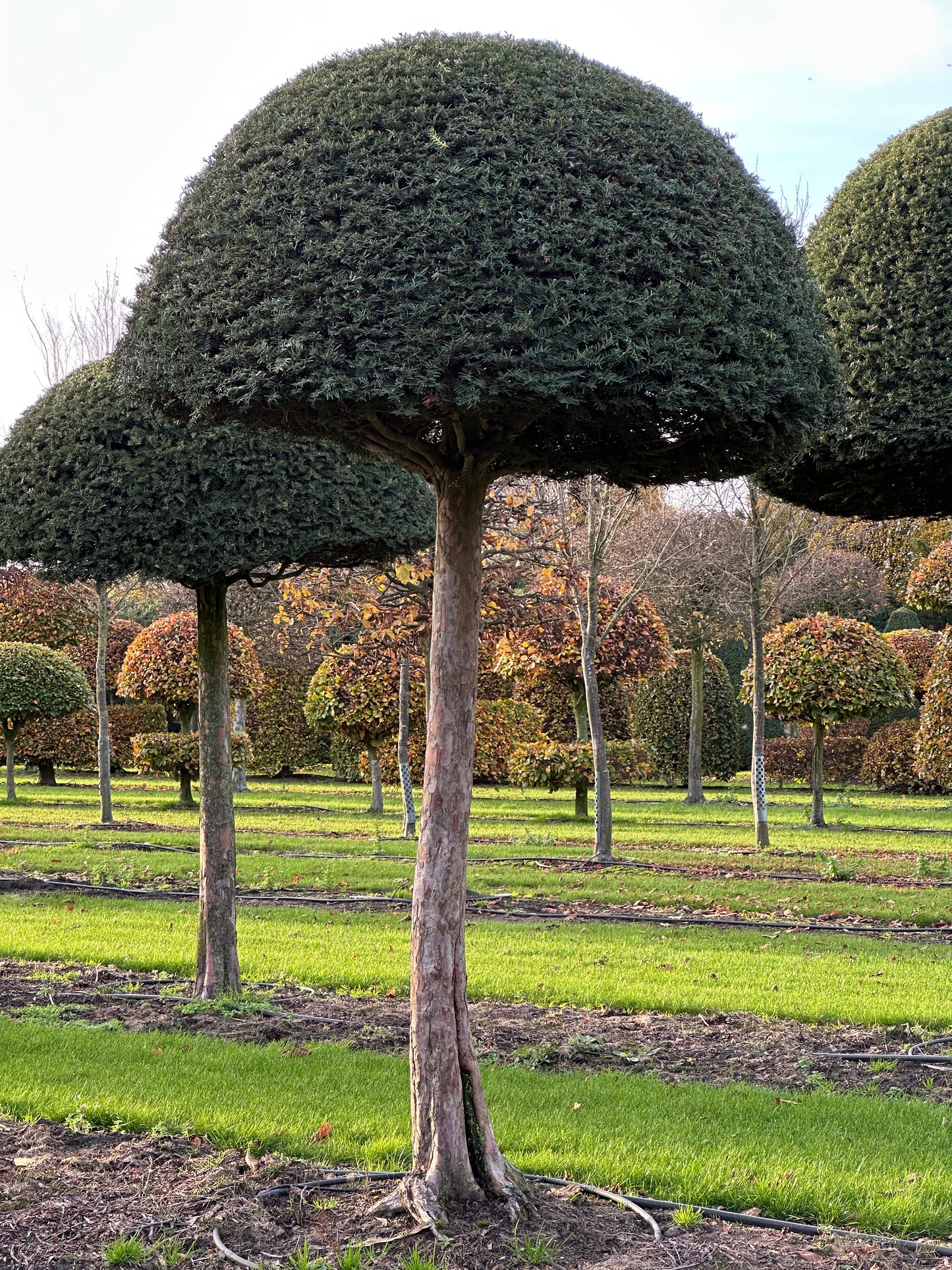TB TOPIARY #616