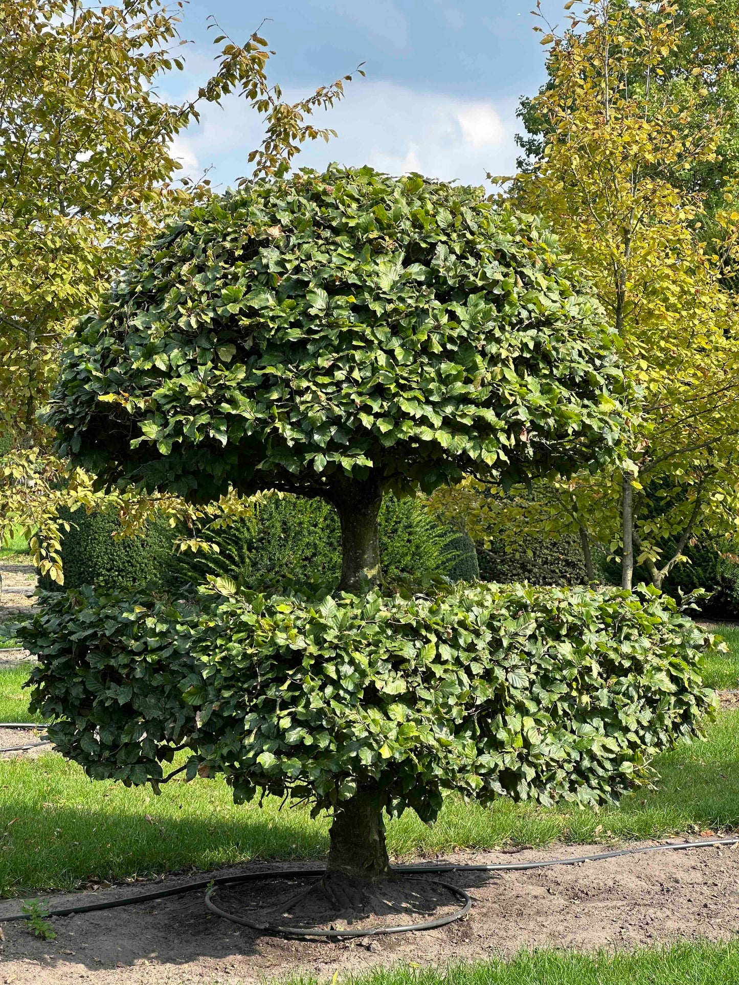 FS TOPIARY #253