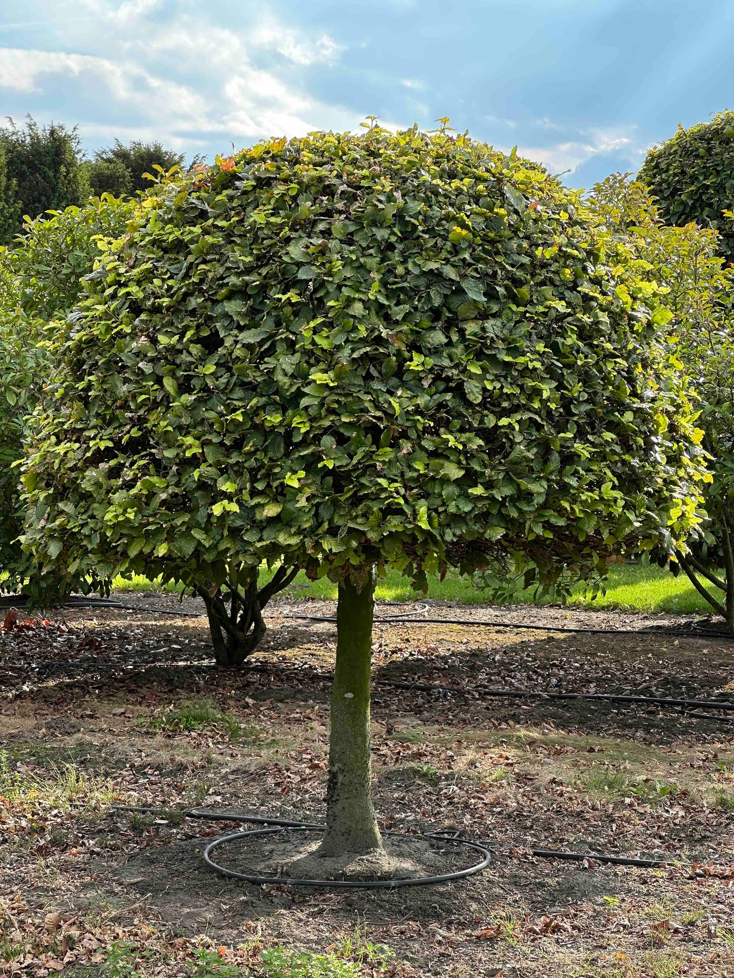 FS TOPIARY #187