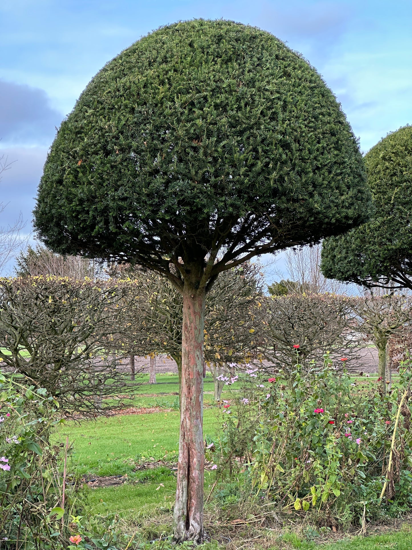 TB TOPIARY #604