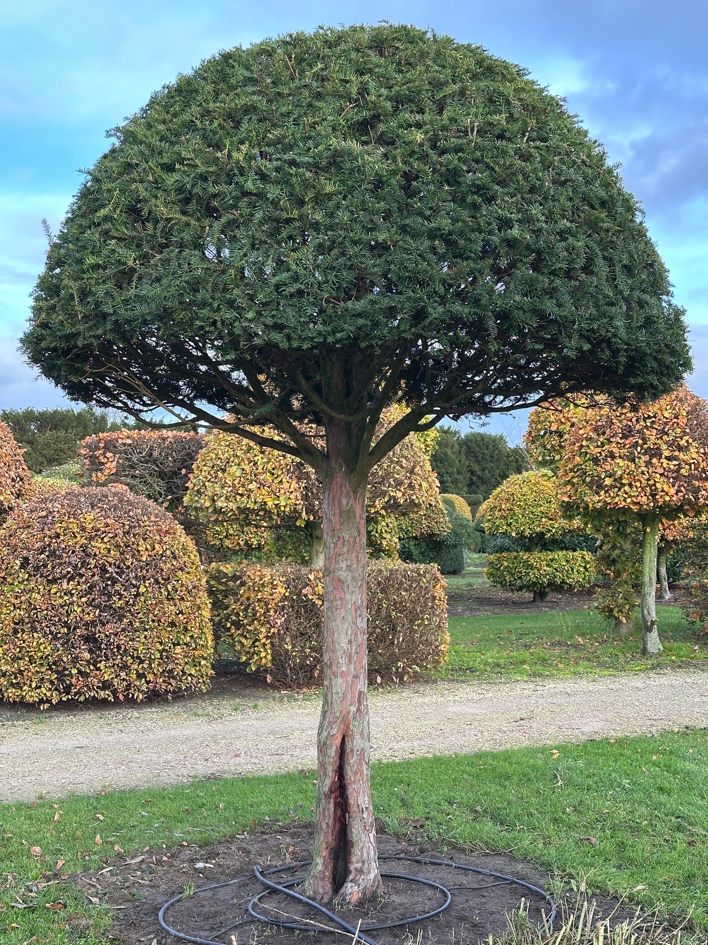 TB TOPIARY #613