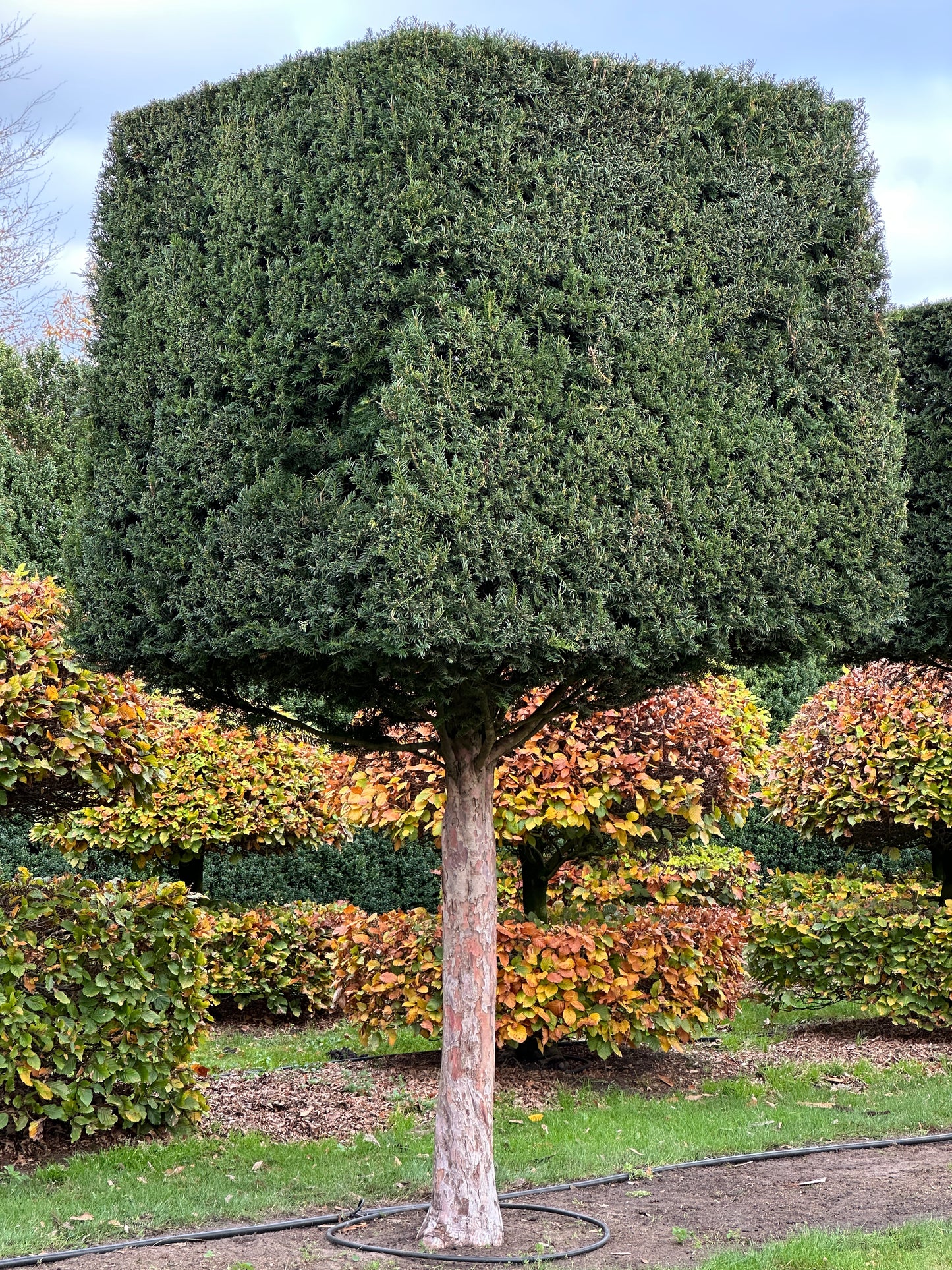 TB TOPIARY #562