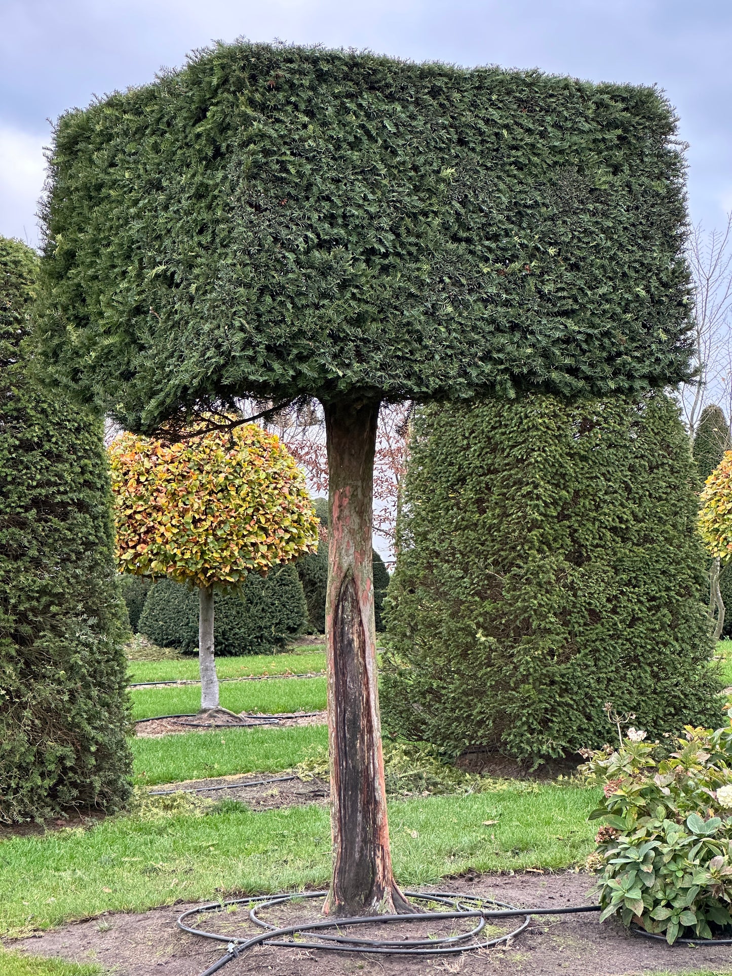 TB TOPIARY #648