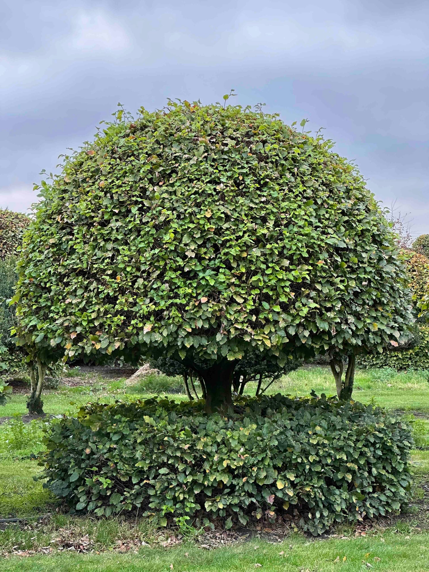 FS TOPIARY #225