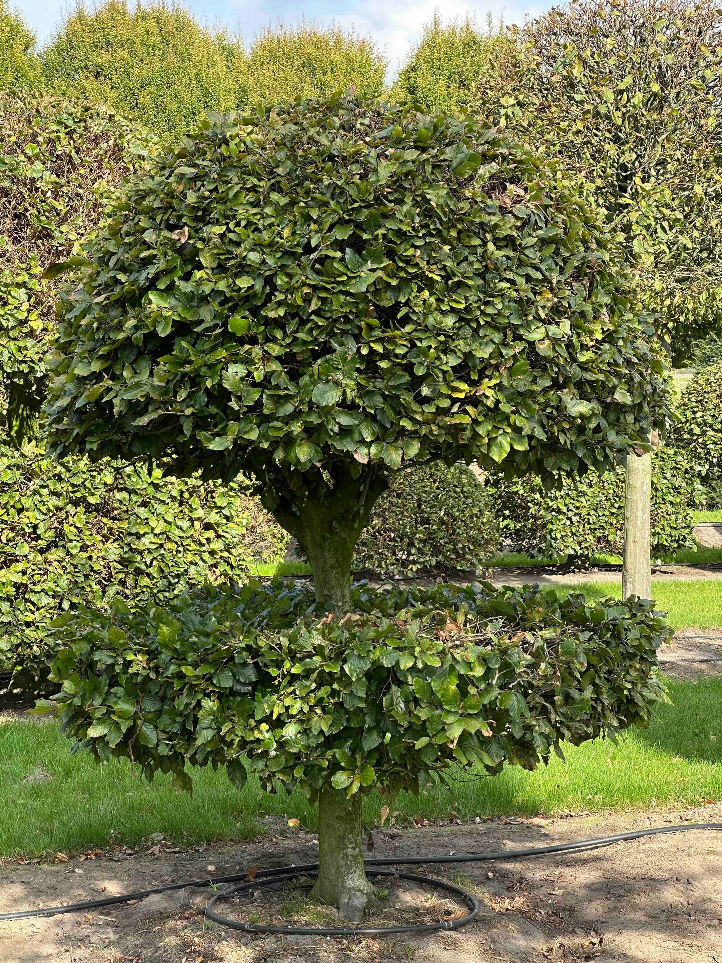 FS TOPIARY #087
