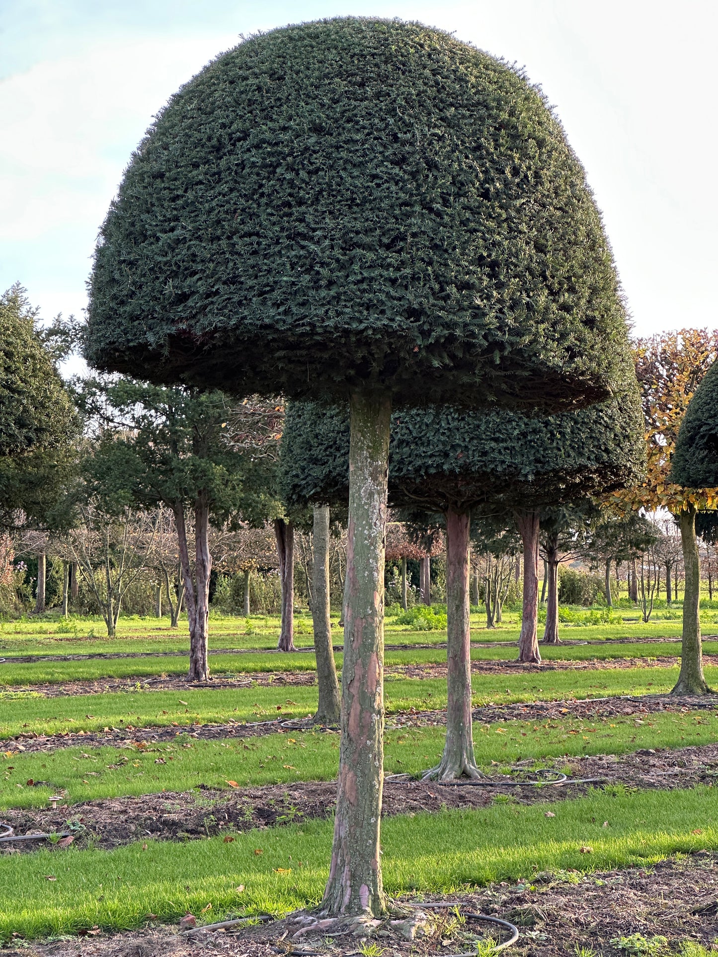 TB TOPIARY #636