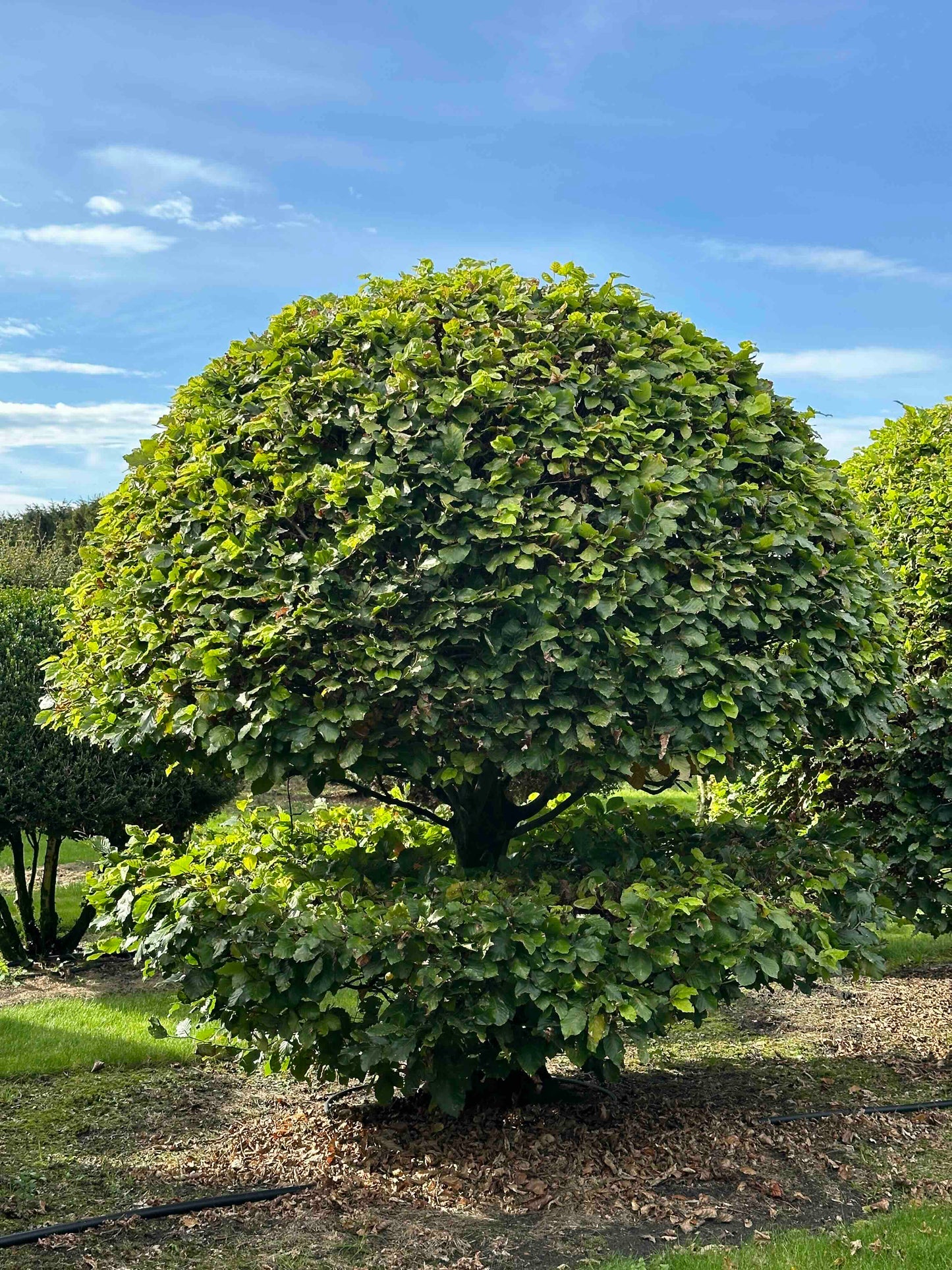 FS TOPIARY #223