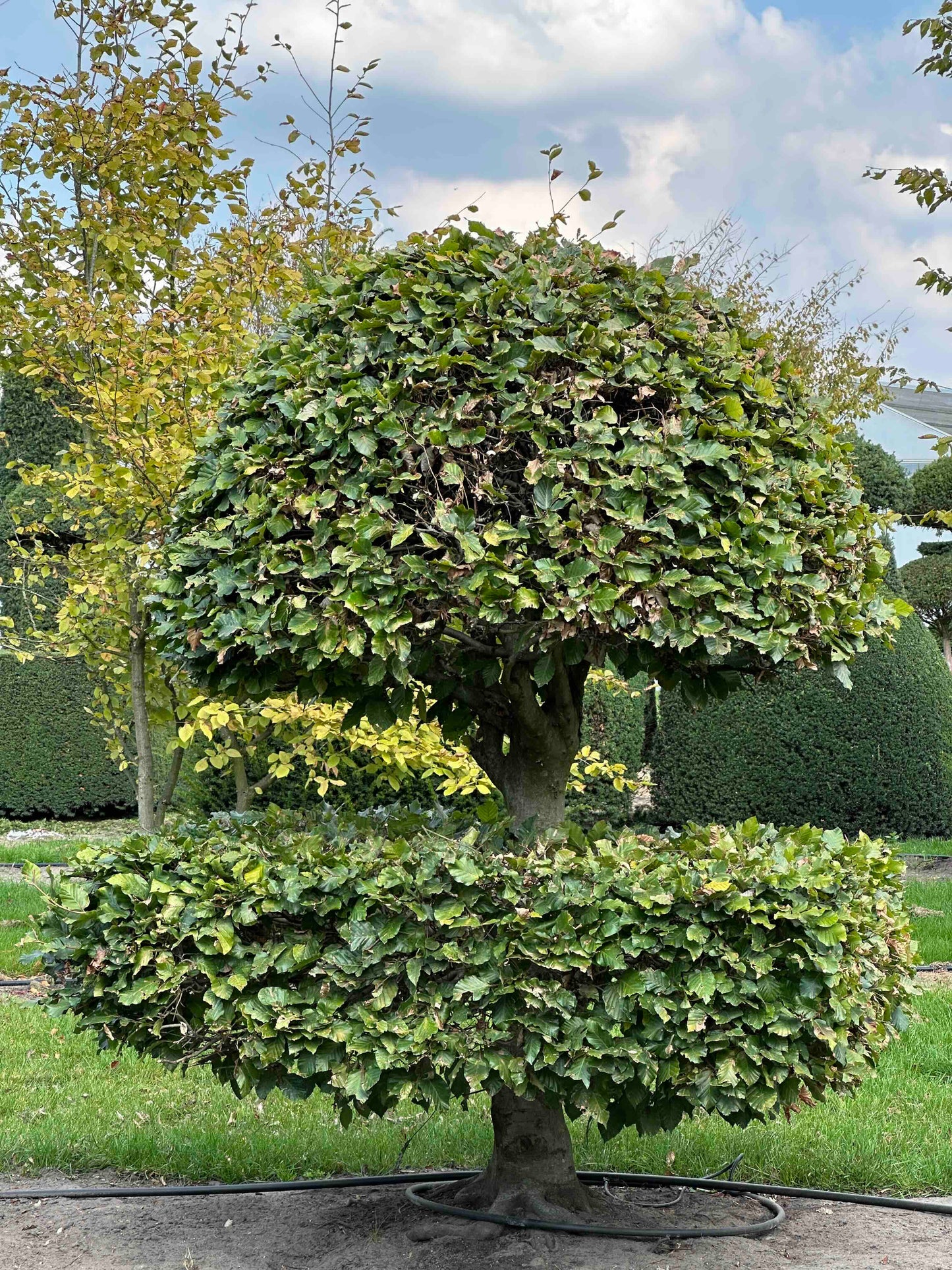 FS TOPIARY #251