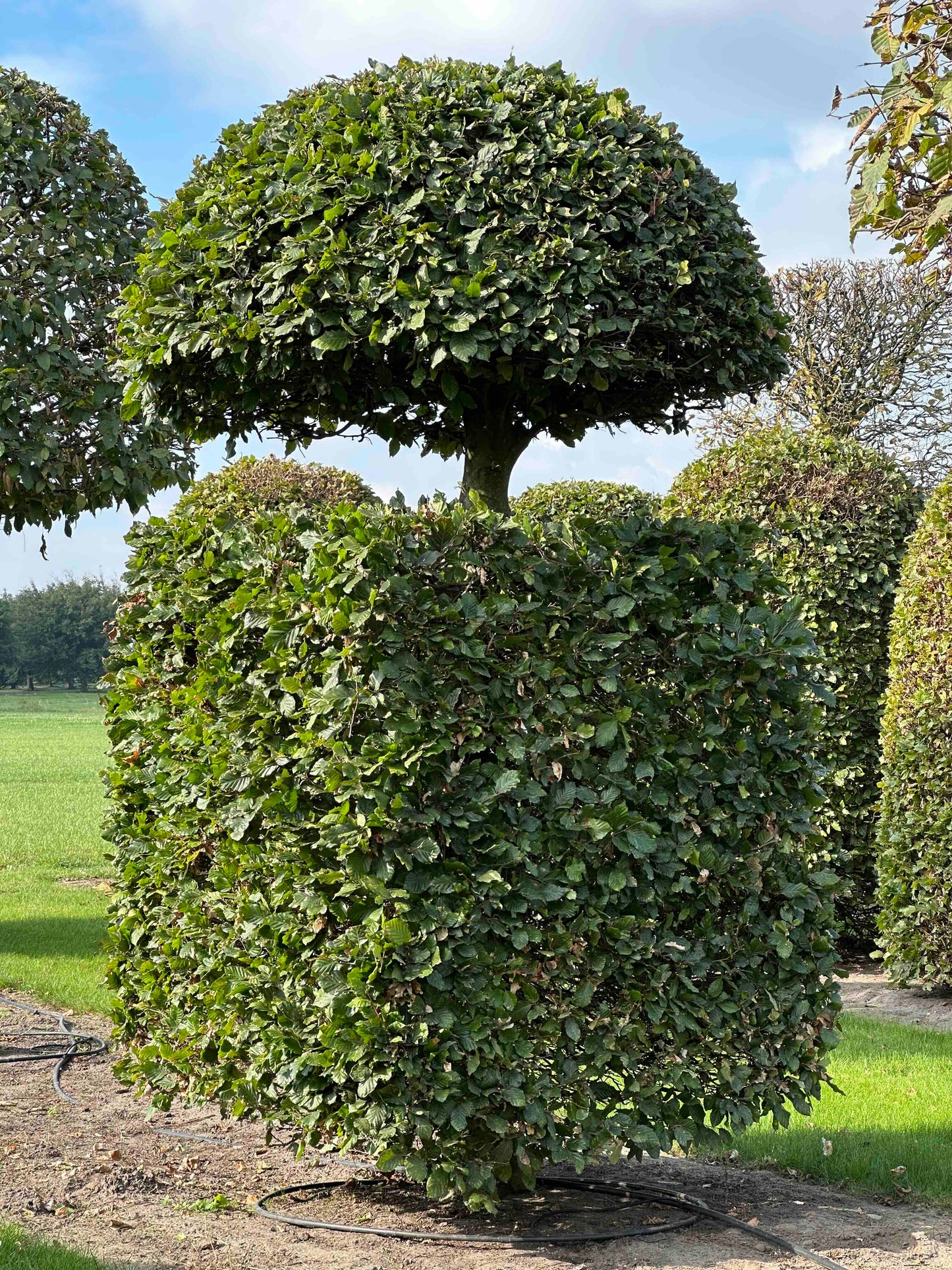 FS TOPIARY #102