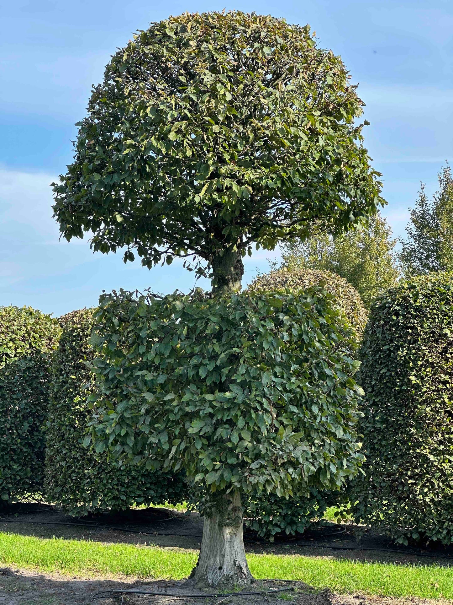 CB TOPIARY #153