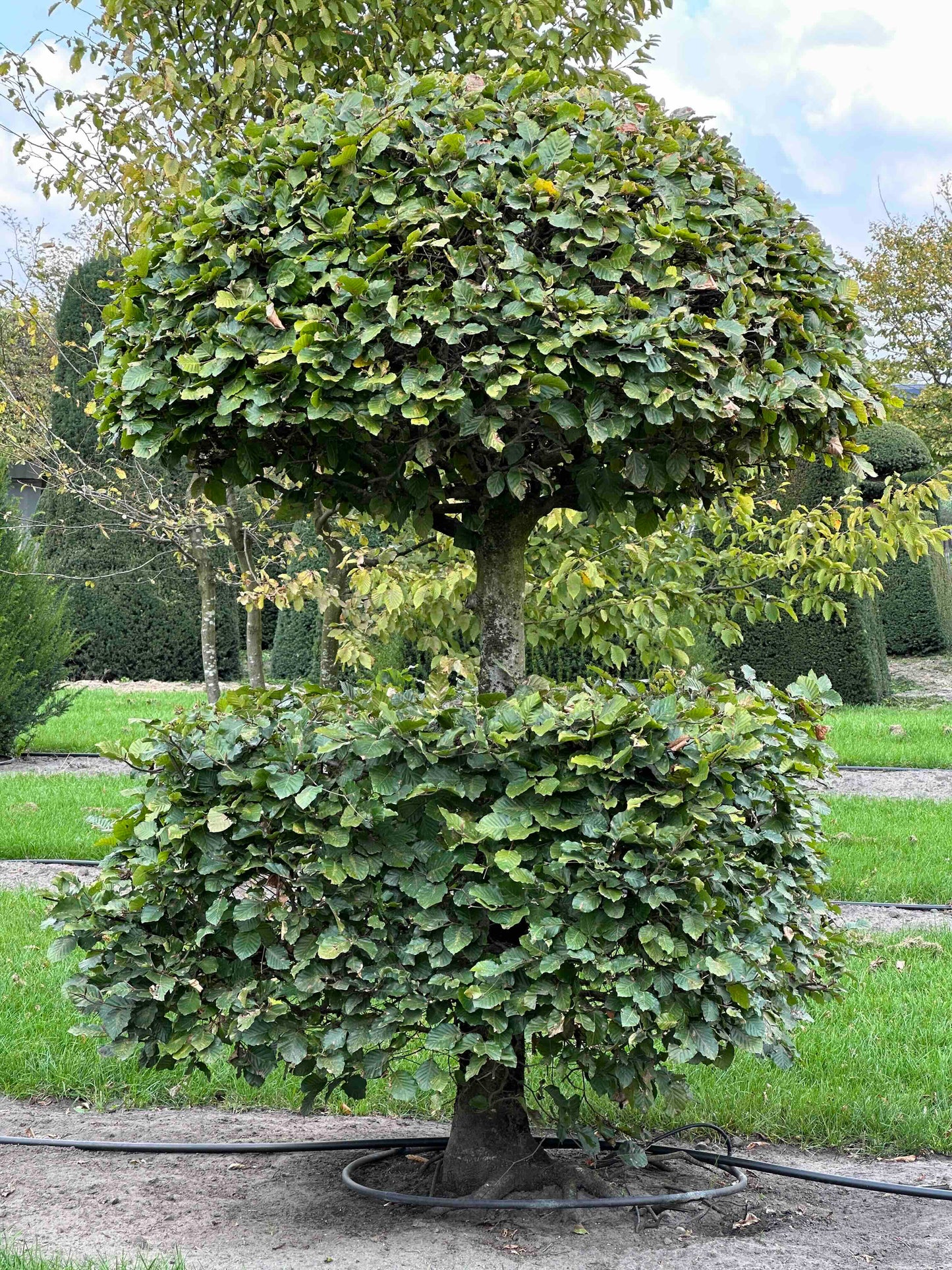 FS TOPIARY #243