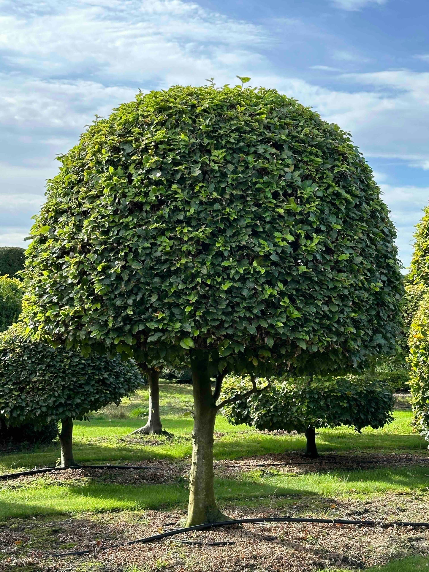 FS TOPIARY #235