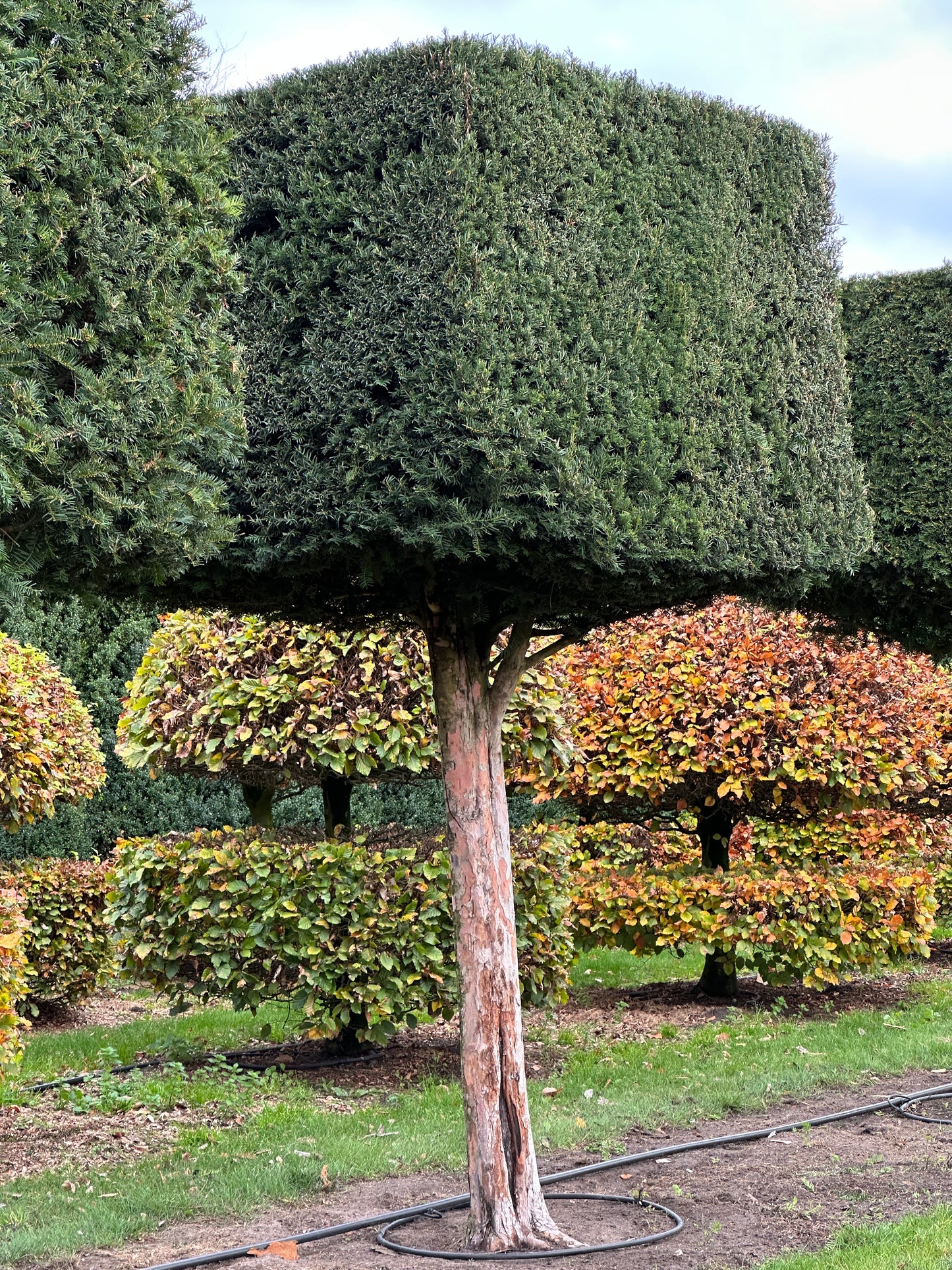 TB TOPIARY #555