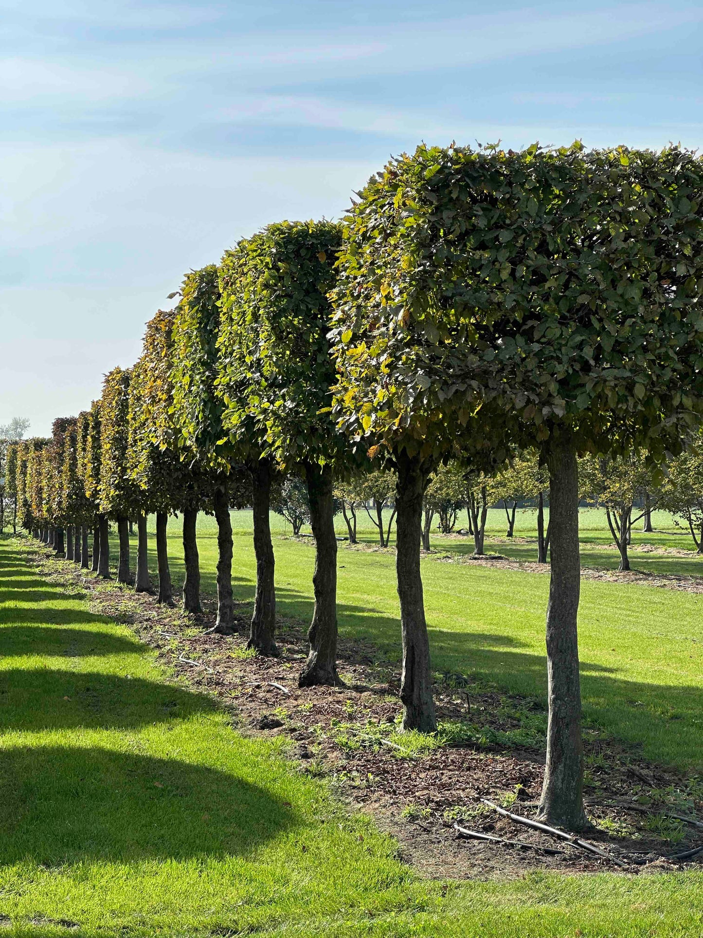 CB TOPIARY #110
