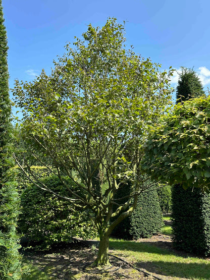 CB TREE #010