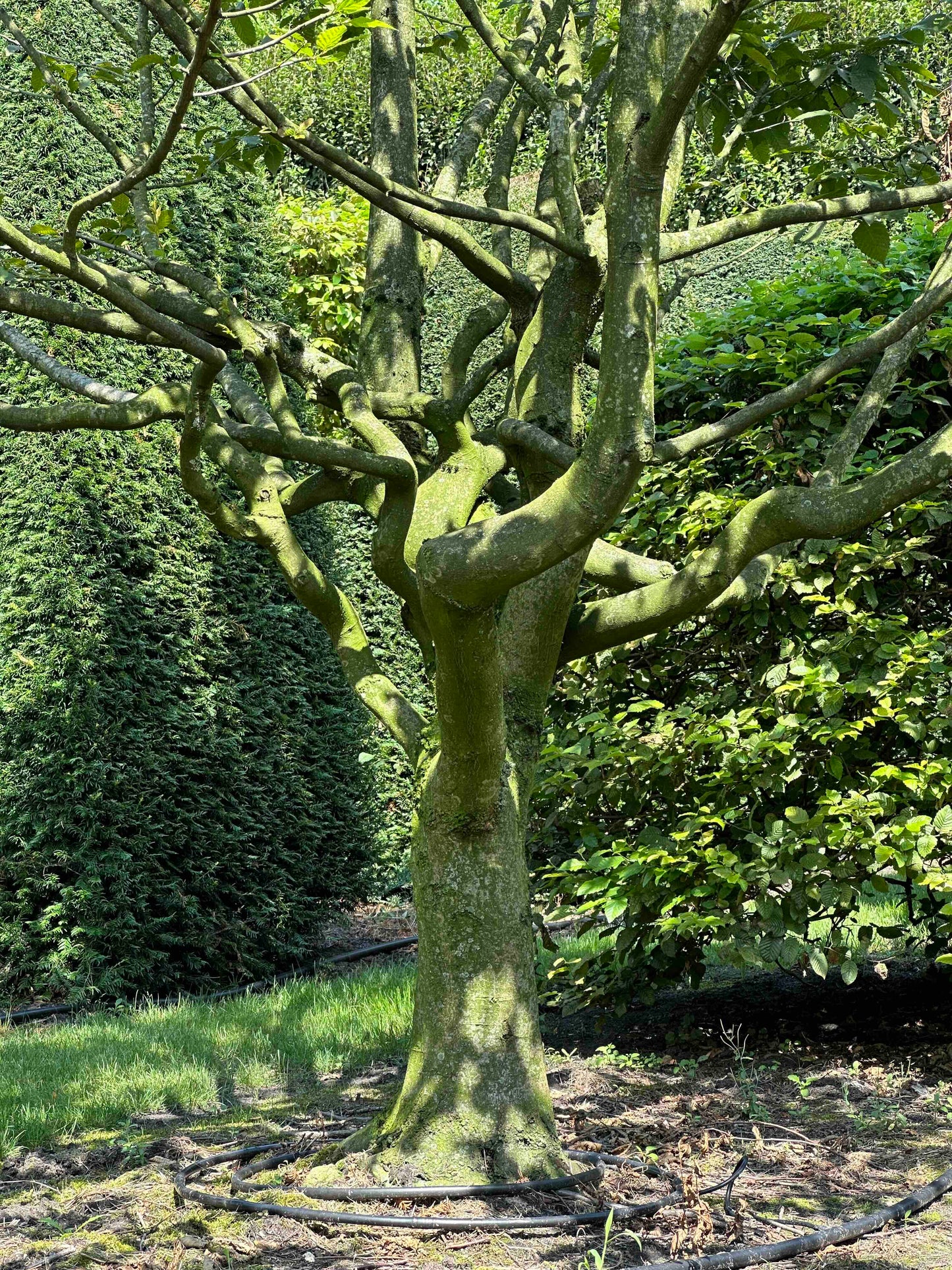 CB TREE #010