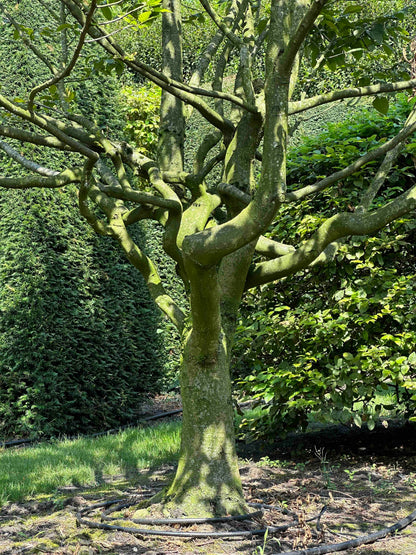 CB TREE #010