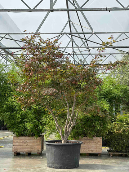 APB TREE #001