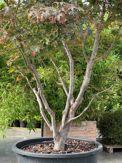 APB TREE #001