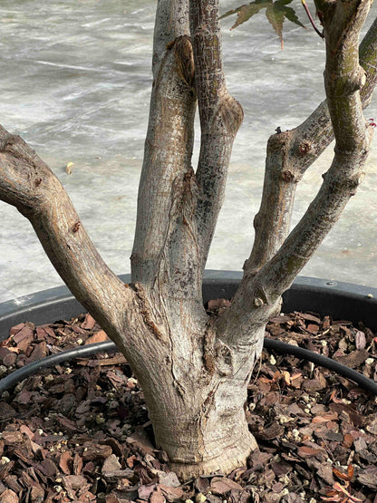 APB TREE #001