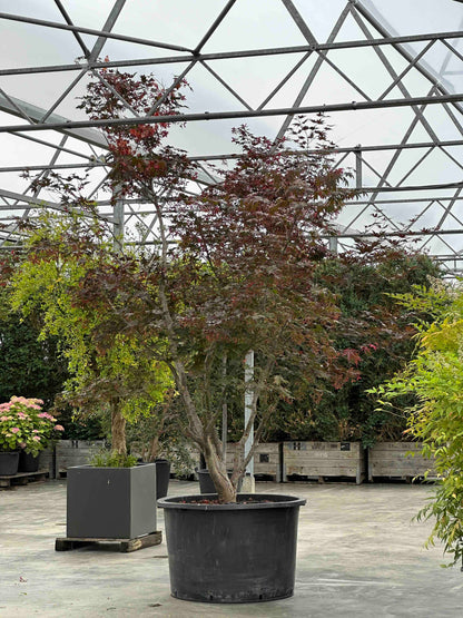 APB TREE #001