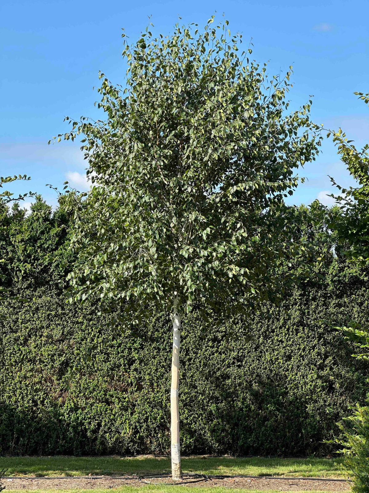 BJ TREE #001