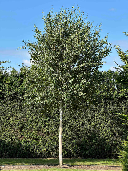 BJ TREE #001