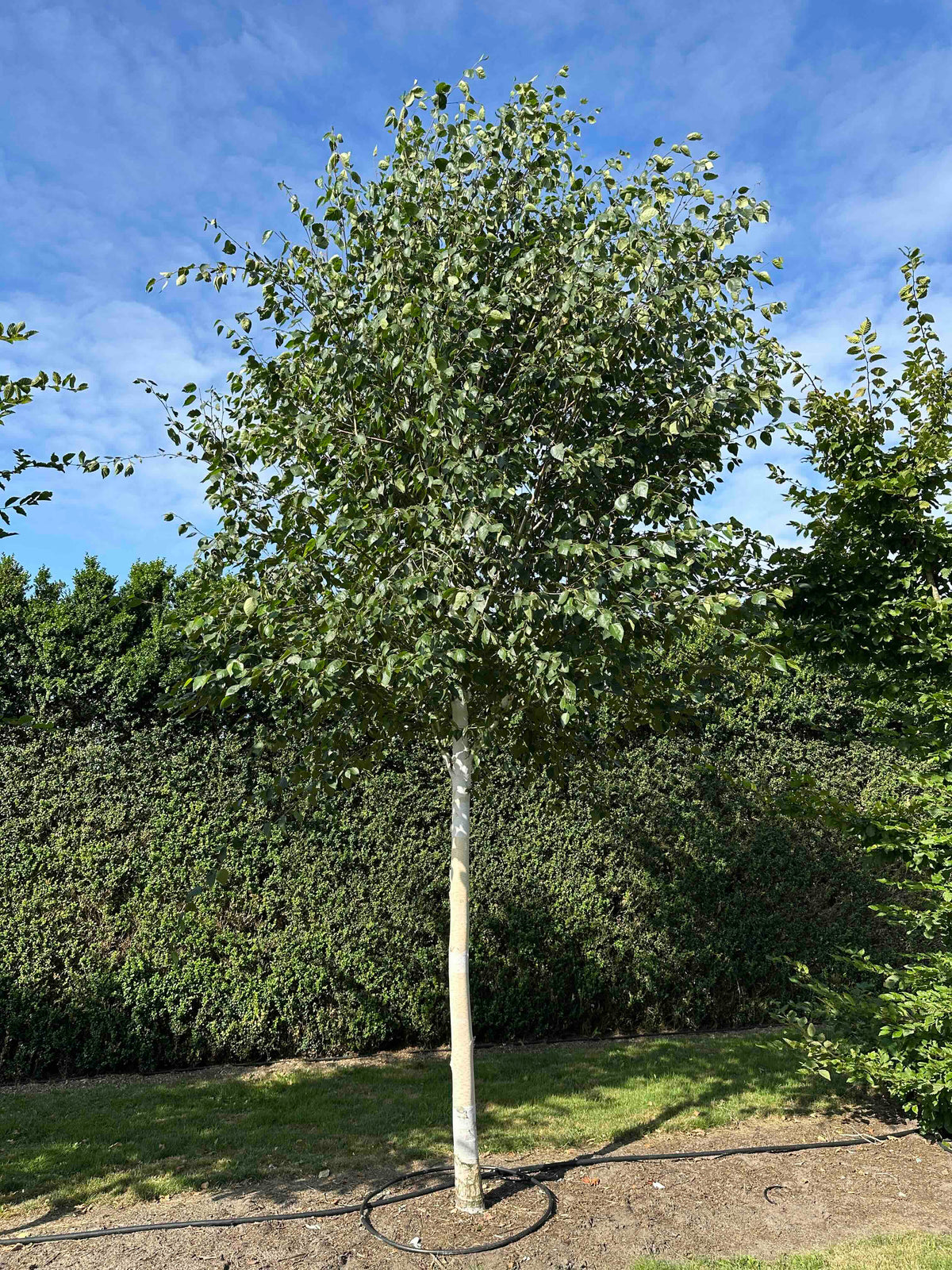 BJ TREE #001