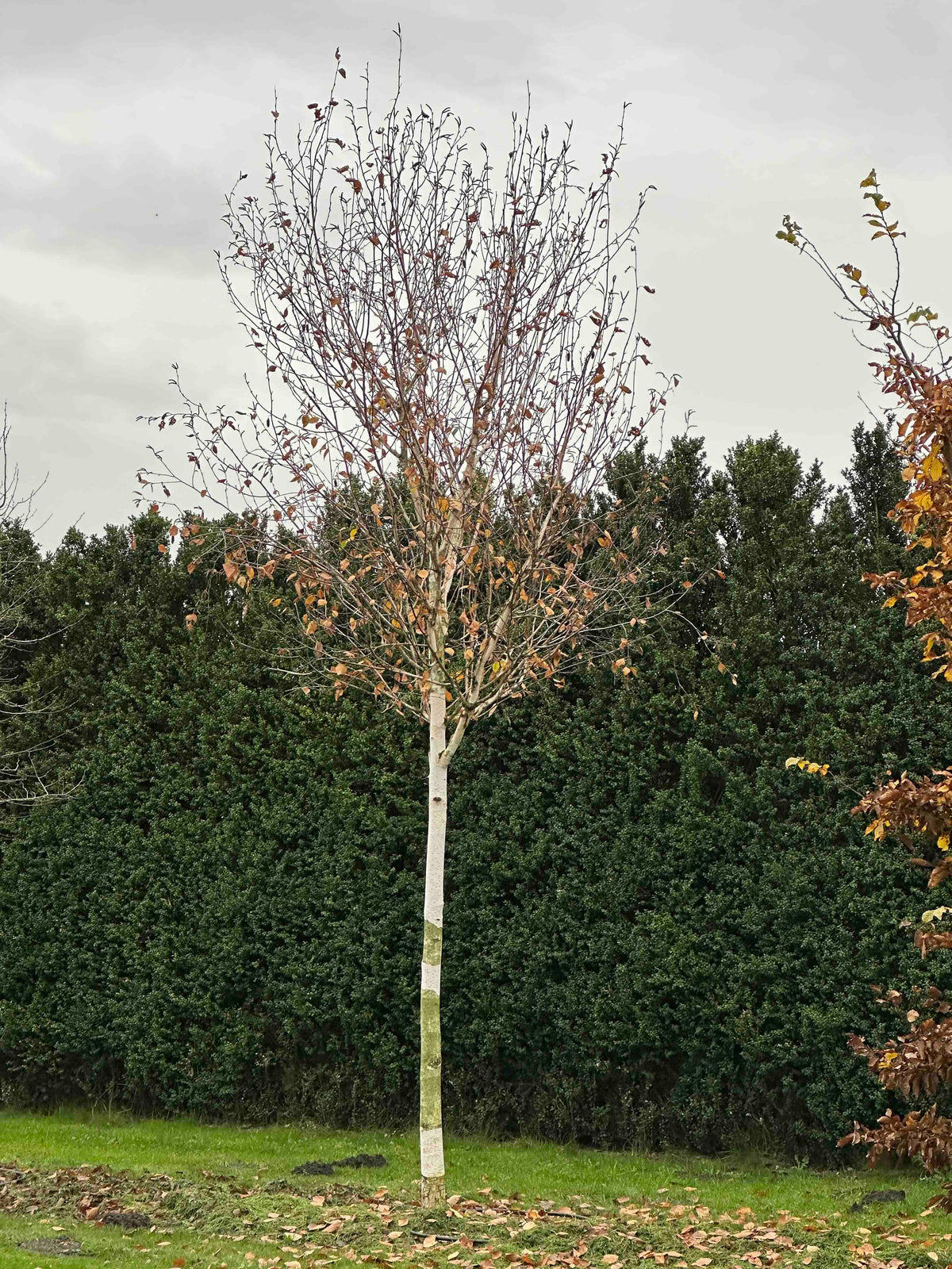 BJ TREE #001