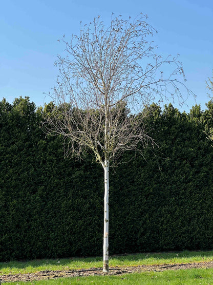 BJ TREE #001